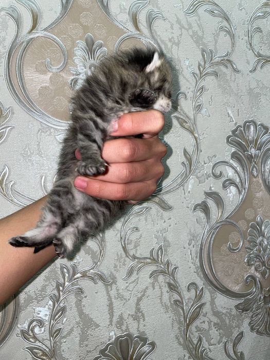 mushu bolalari 1oyli boldi onasi skotsh fold