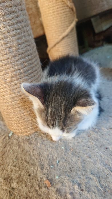 Подарявам  малки котенца