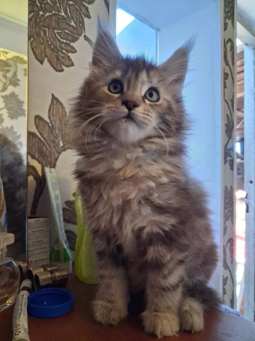 Кошечка Мейн Кун