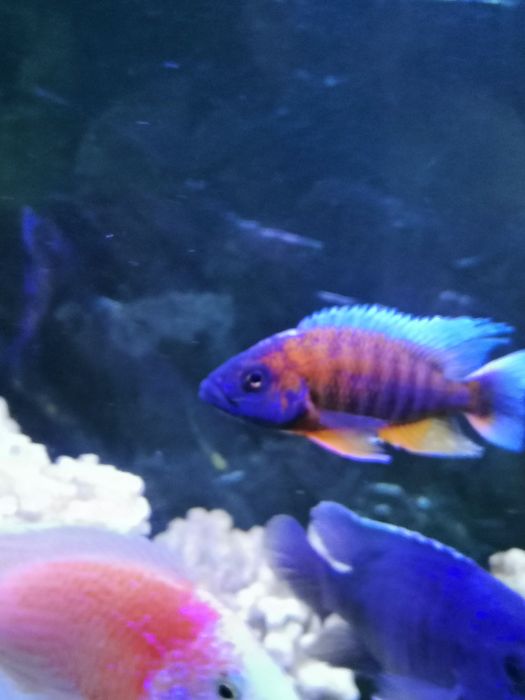 Продавам цихлиди