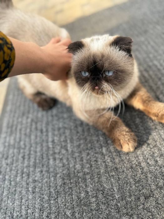 Продам своего кота