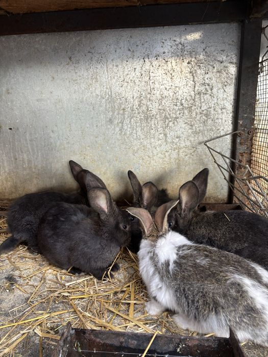 Vand o femela de fluture german