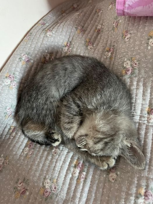 Отдам котёнка в хорошие руки