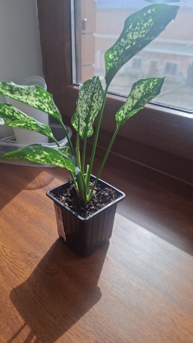 Продам комнатные цветы