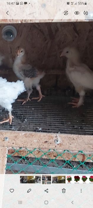 Продаются цыплята