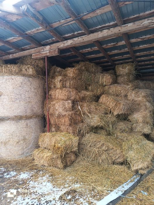 Vând baloți  din lucerna