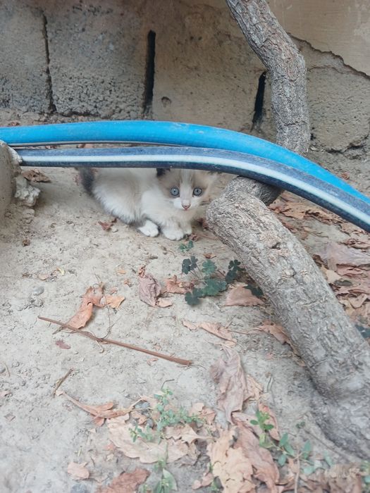 Пристраиваются котята .
