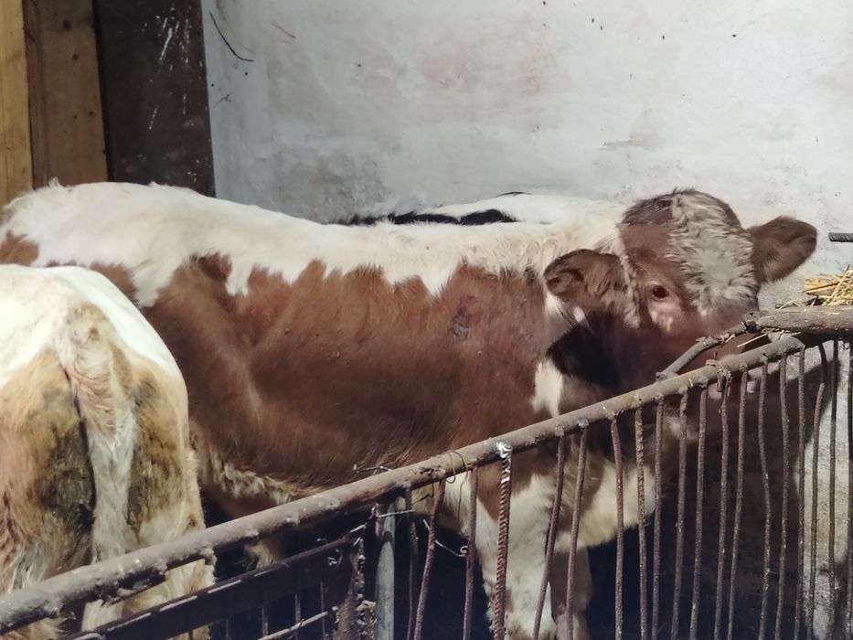 Tauri și vitea 200-220 kg