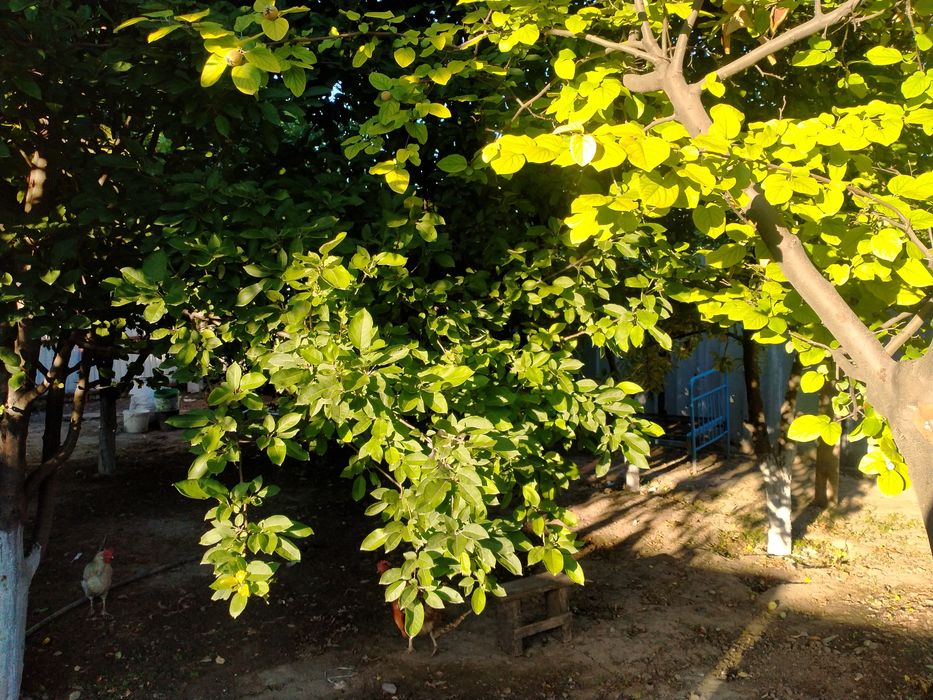 Дом частный мансардный