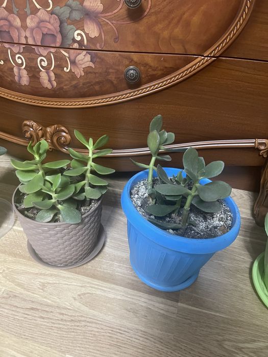 Гулдер/Цветы