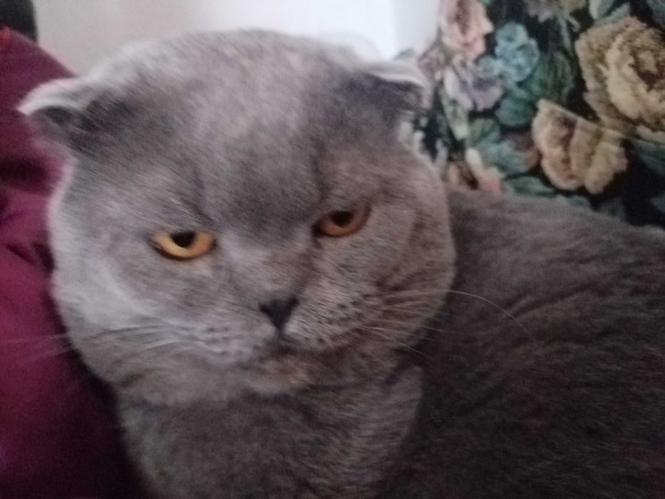 Кот Филипп, на вязку,