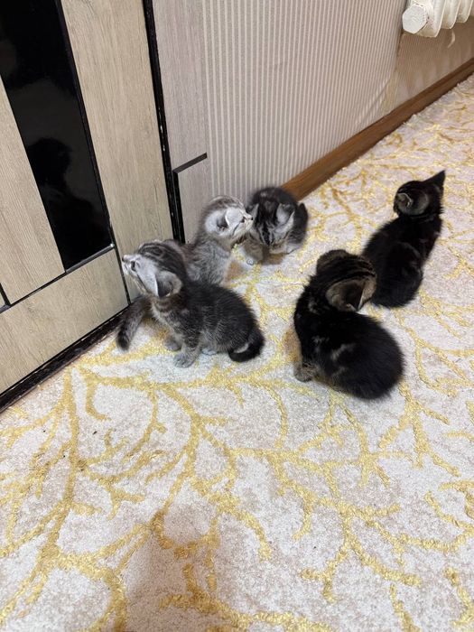 Мушукчалар сотилади