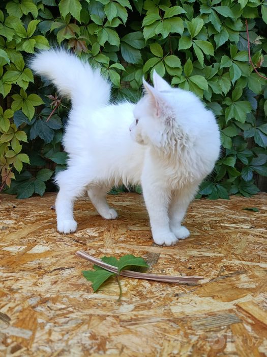 Продается котёнок