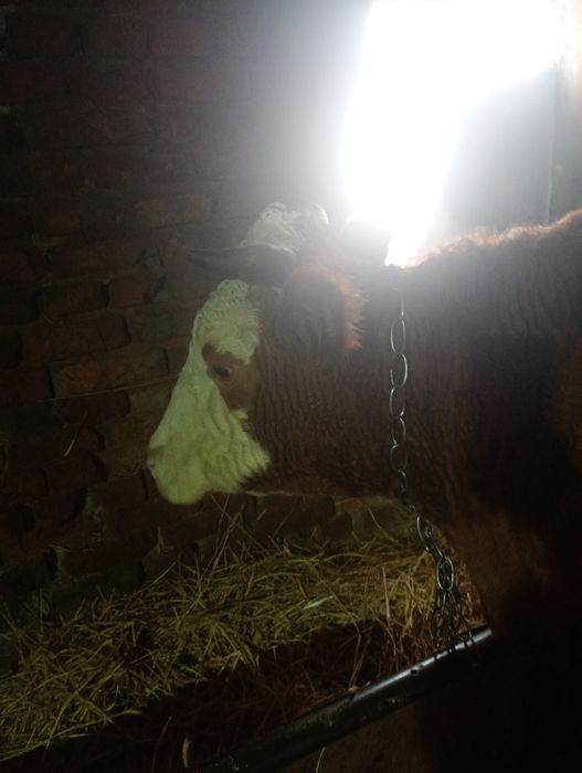 Продам корову молочную