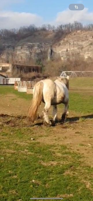 Vand Iapă ungurească