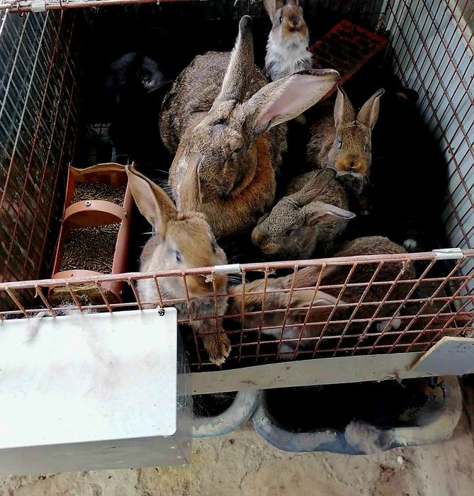 Зайци  5/8  евро