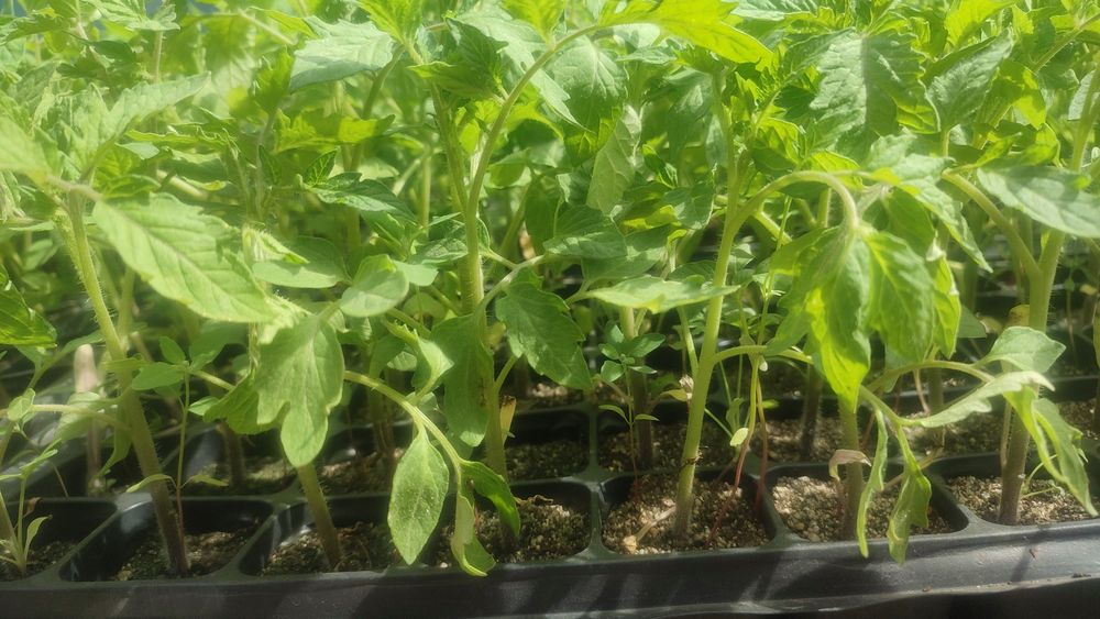 Рассада овощей и цветов