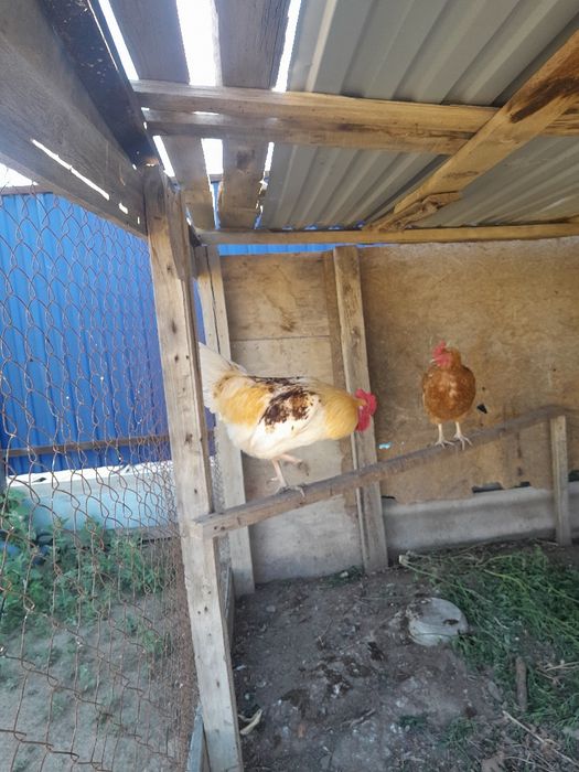 Әтеш сатылады ломан браун