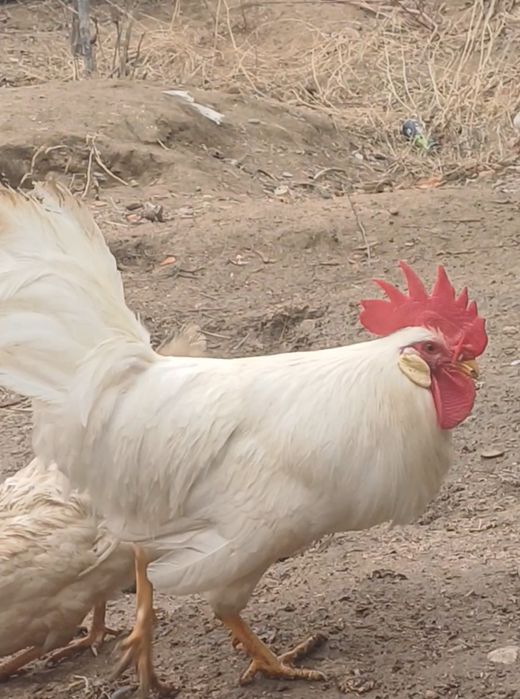 Легорн стандарт 2+1