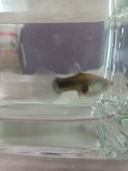 Vând  femele guppy