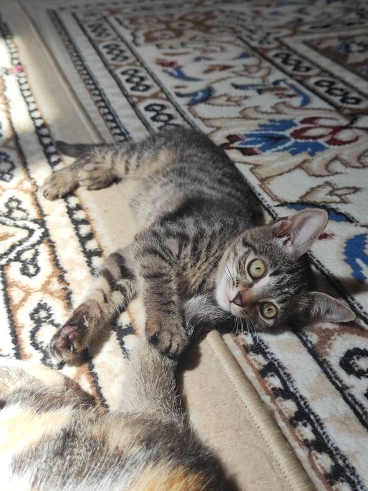 Отдам котята бауырластар 2