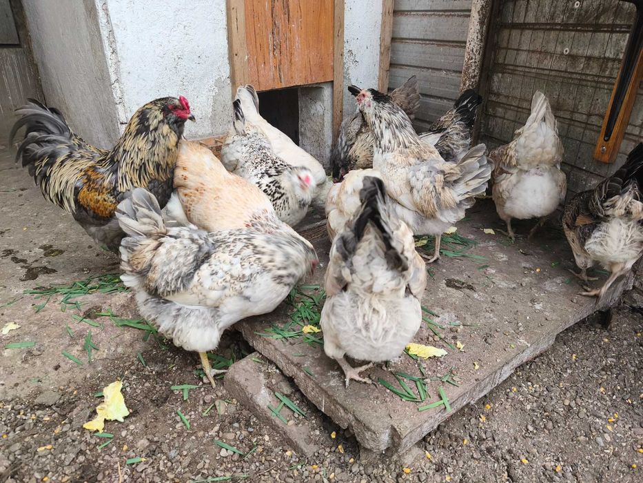 Ouă de incubat Ameraucana