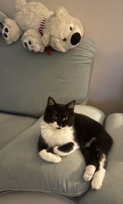 Отдам в хорошие руки