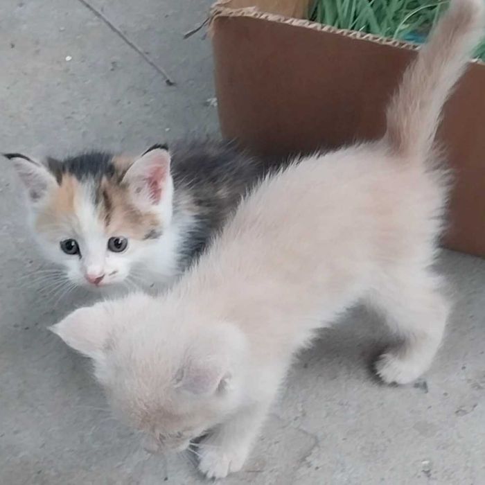 Малышам котятам нужен дом