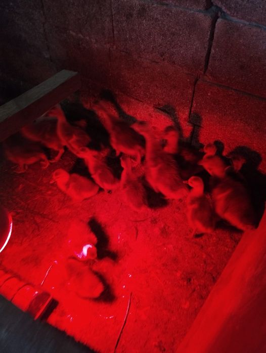 Продаем гусят 15 штук