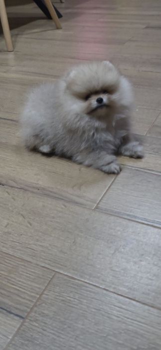 Померанче,мини момиченце с родословие!