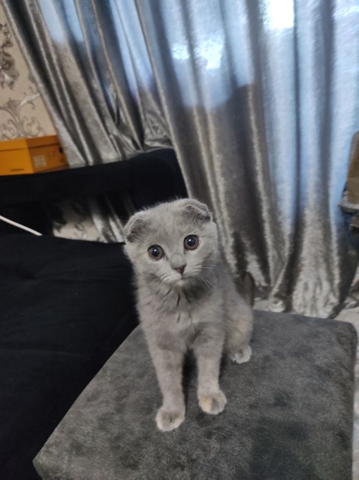 Scottish fold очень активная