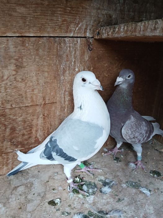 Porumbei de vânzare