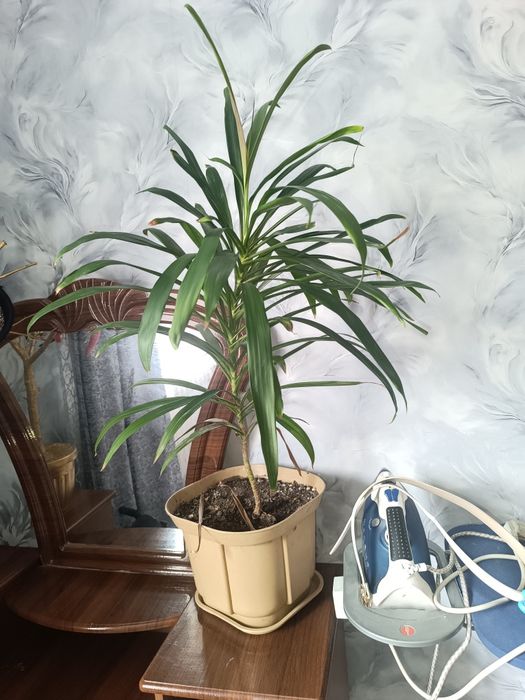 Продам комнатные цветы