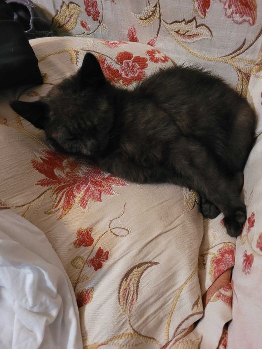 Отдам котенка бесплатно