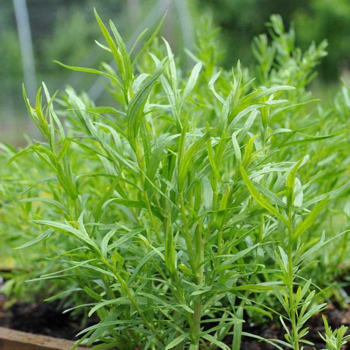 Vand tarhon la kilogram sau la borcan