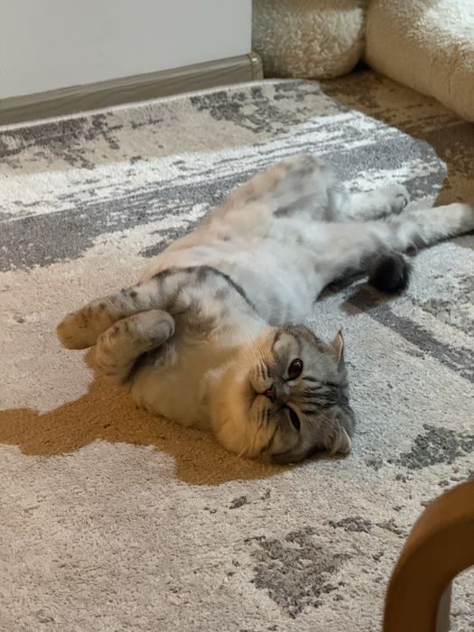 Нужен котик для вязки