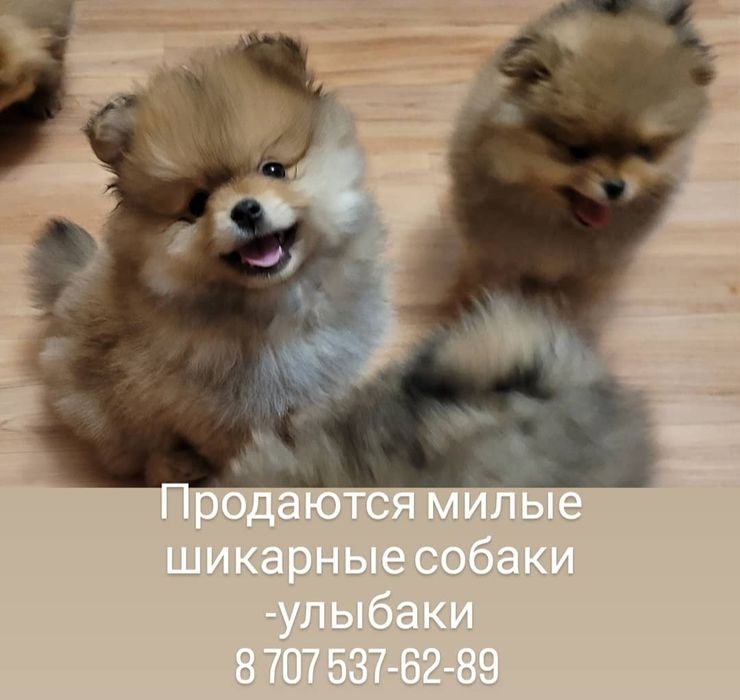 Продаются шпицы малыши