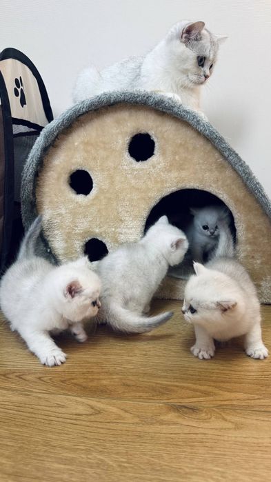 Британская серебристая шиншилла