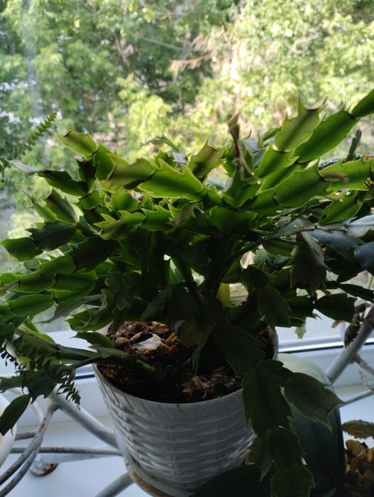 Шлюмбергера( декабрист)