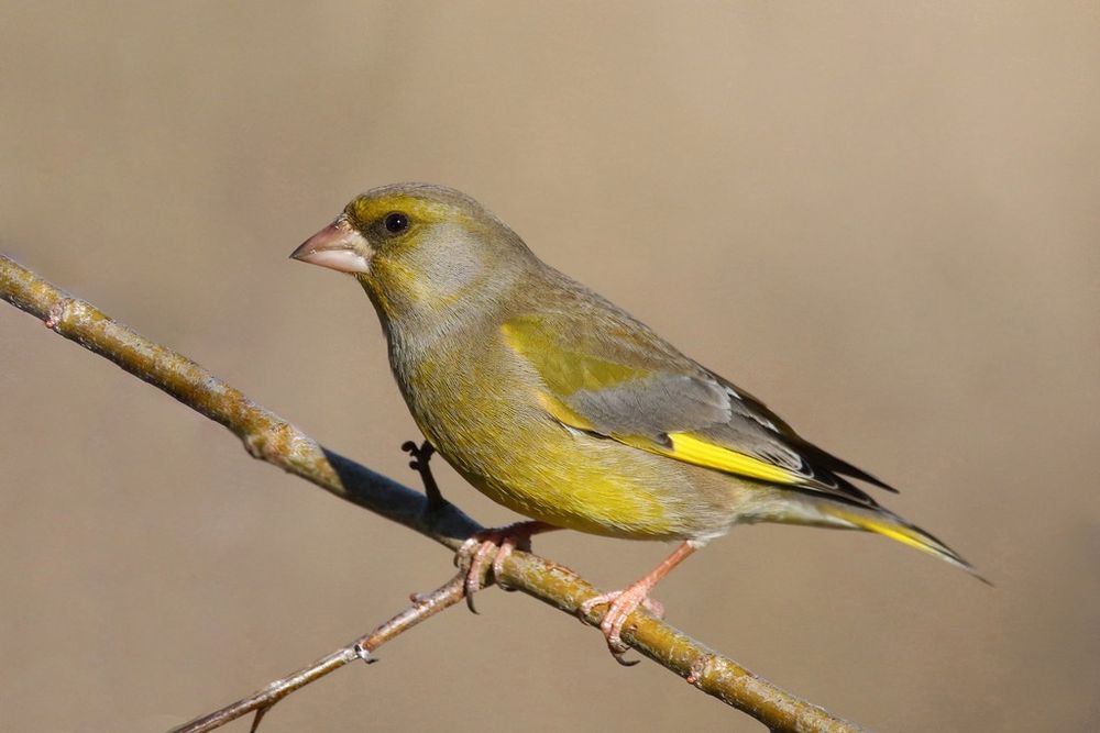 Продам певчих диких птиц