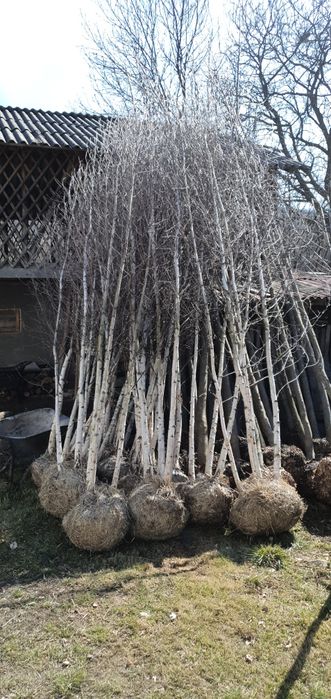 Laur englezesc  leylandii chiparos pentru gard viu