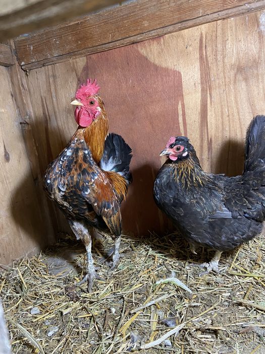 Китаец пара, петух бомба