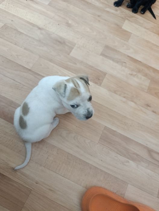 Продам щенка Стаффорд с питбулем