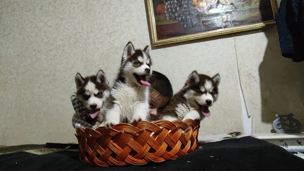 Передержка животных зоогостинеца! Большая любовь к вашим питомцам