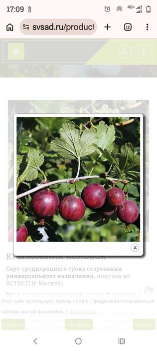 Крыжовник розовый