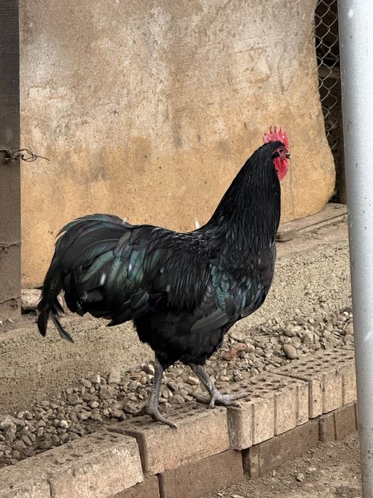 Cocosi Australorp