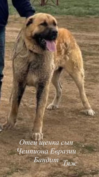 Продам щенка Алабая Тяж