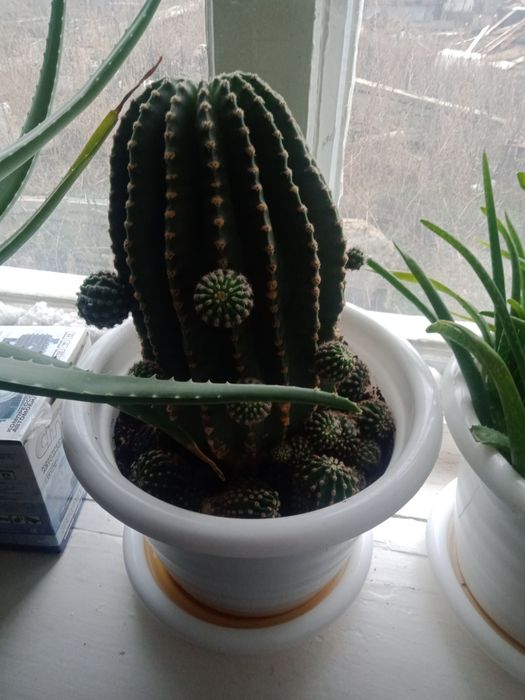 Продам кактус огромный