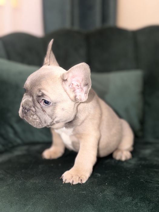 Bulldog francez
