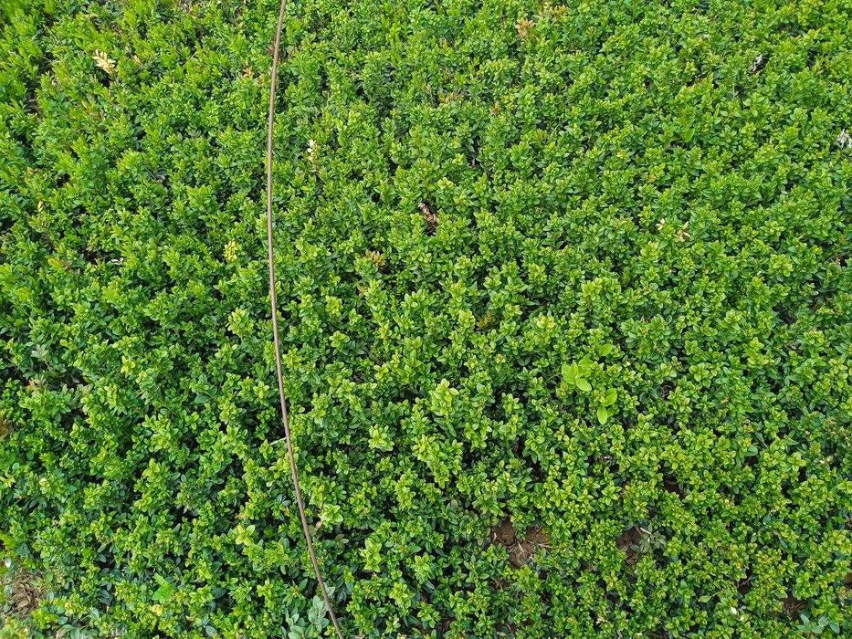 Shamshod 1.5 yilli kochat. Mayda bayli